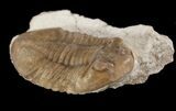 Prone Asaphus Plautini Trilobite - Russia #89066-1